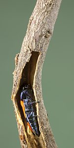 Castiarina recta, PL3896, non-emerged adult, in Pultenaea tenuifolia, EP, 8.5 × 2.8 mm